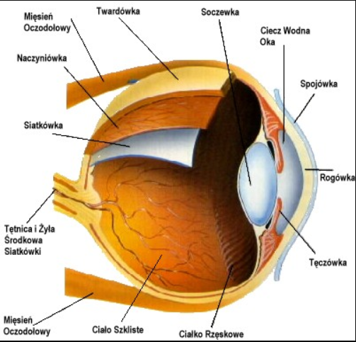 eye-structur